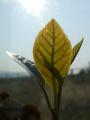 Avocado Leaves in the Sun