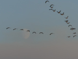 Geese and the Moon