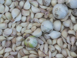 Mammoth Garlic Cloves