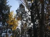 Tall Trees in Autumn