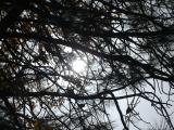 Sun and Branches at Woodsite