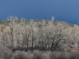 Sunlight on Bare Trees