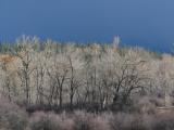 Sunlight on Bare Trees