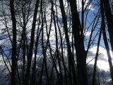 Sky and Clouds through the Trees