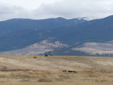 Golden Pasture on a Hazy Day