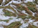 Patchwork of Grasses and Snow