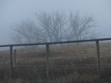 Fences and Trees on a Hazy Morning