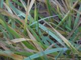 Grass Blades on a Hazy Morning