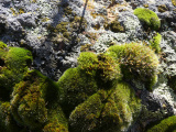 Moss and Lichen on a Rock