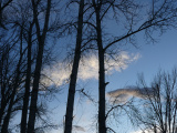 White Cloud with Tree Silhouettes