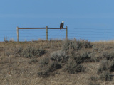 Bald Eagle on a Fence