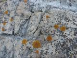 Yellow-Orange Lichen on a Rock