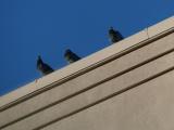 Rooftop Pigeon Trio