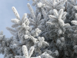 Boughs of Hoarfrost