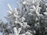 Boughs of Hoarfrost