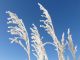 Feathery Frosted Tips