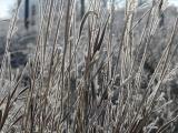 Frosted Grass Stalks