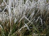 Hoarfrost on Green Grass