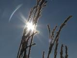 Sun through Hoarfrost Halo