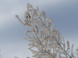 Tiny Hoarfrost Crystals