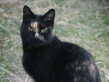 Tortoiseshell Visitor