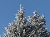 Treetop Hoarfrost