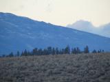 Distant Treeline at Dusk