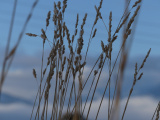 Grass Stalks in January