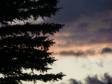 Evergreen Sunset