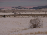 Evening Cows in the Distance