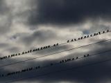 Lines of Birds