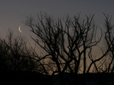 Waning Crescent among Winter Trees