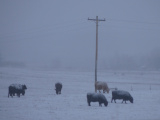 Snowing on the Cows