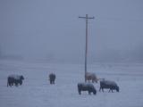 Snowing on the Cows