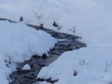 Snowing on the Streambanks