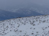 Snow on the Hill