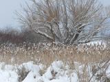 Snow on the Cattails and Trees