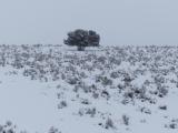 Snow on the Lone Tree