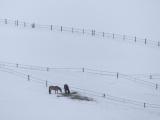 Fences in the Snow IV