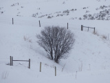 Tree and Fences in the Snow