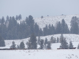 Cows and Trees in the Snow