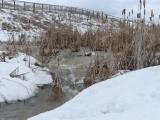 Snowmelt flowing through Cattails