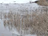 Flooded Cattails