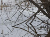 Willow Branches and Water