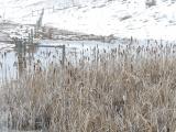 Fenceline in Snowmelt