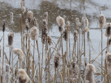 Cattails in Snowmelt