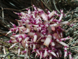 Magenta Potato Sprouts