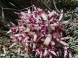 Magenta Potato Sprouts