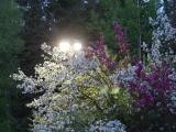 Blossoms in a Parking Lot