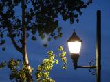 Tree and Lamp